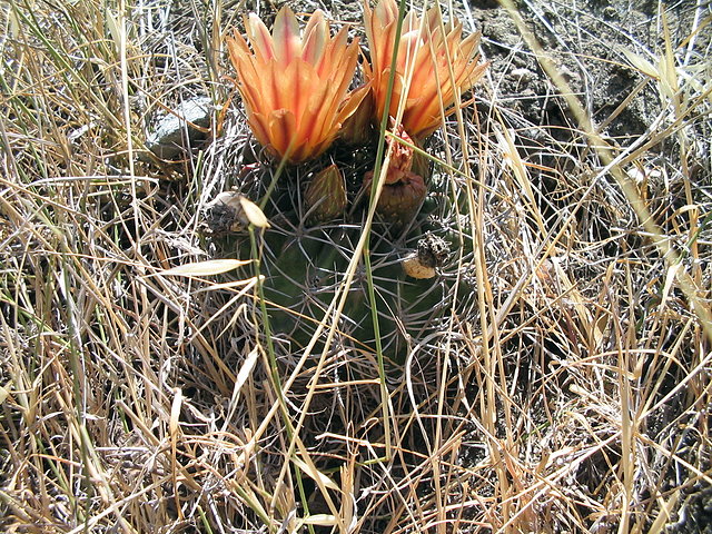 Eriosyce Curvispina (Flor)