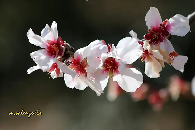 06, almendro en flor2, marca