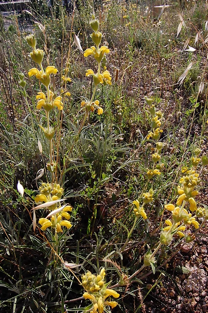 Phlomis lychnitis