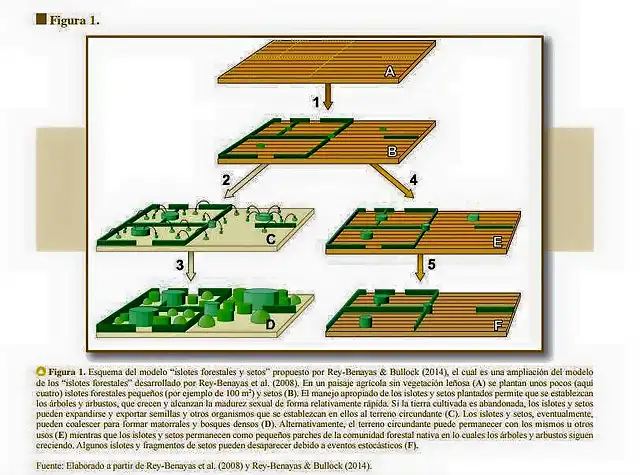 islas forestales