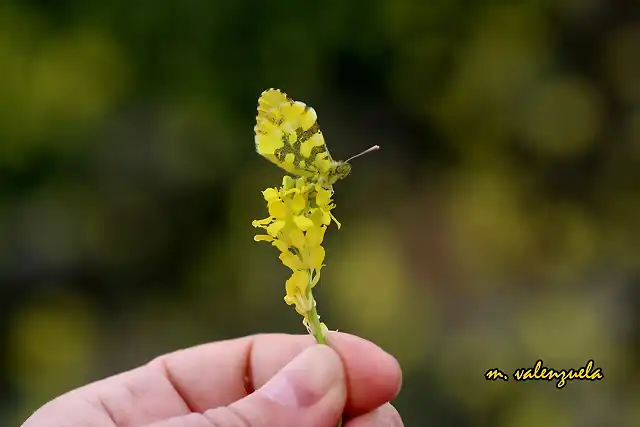 04b, mariposa en la mano, marca