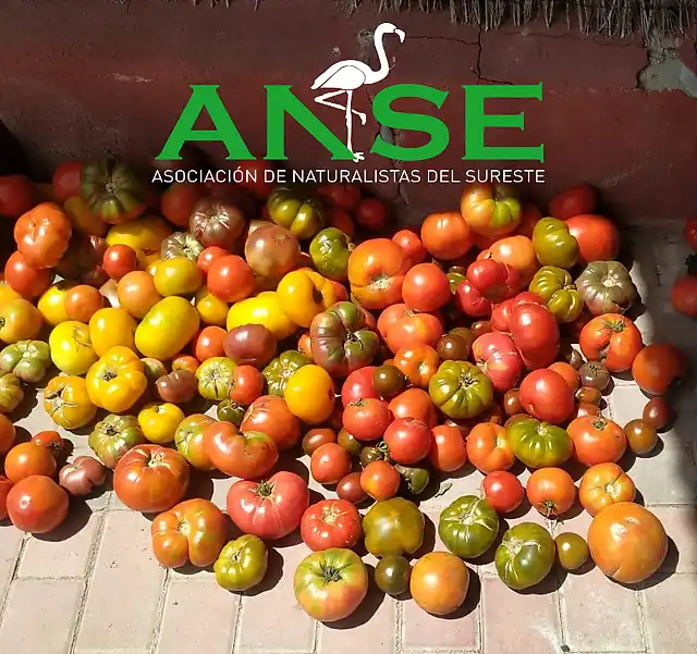 16fdfb94-45d5-42eb-9669-13a7e41f8ec1 RRR 1 RRR 2 COSECHA TOMATES ANSE