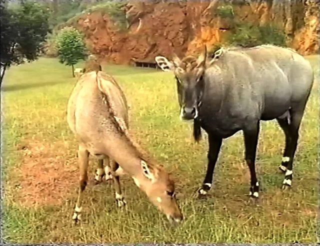 25-Nilgai 25-Nilgai