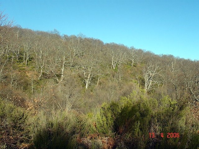 Paisaje de robles en invierno. Velilla. Muelas