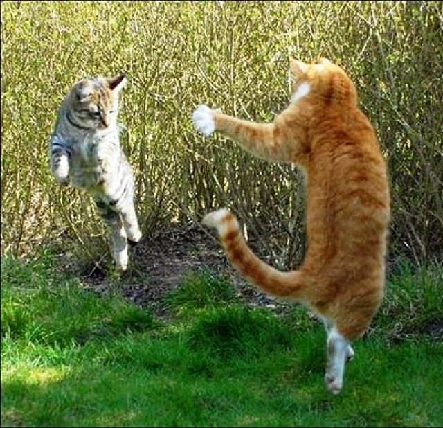 Pelea gatos (foto de internet, sin fines de lucro)