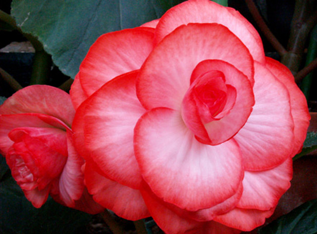 begonia_elatior-002