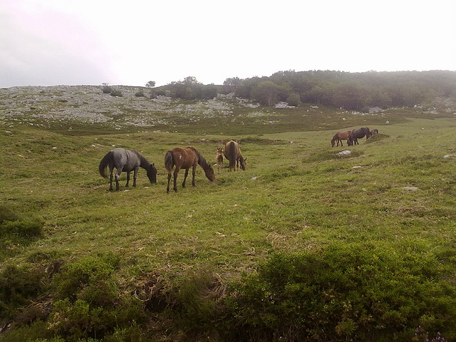 estacas y picon del fraile 025