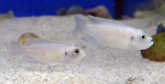 Neolamprologus brevis 'Sunspot' (5-8-17 Zoo Zajac) Neolamprologus brevis 'Sunspot' (5-8-17 Zoo Zajac)