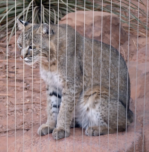 Lynx rufus (20-9-18 Burgers zoo) Lynx rufus (20-9-18 Burgers zoo)