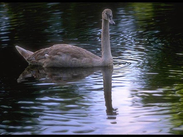 cisne blanco cisne blanco