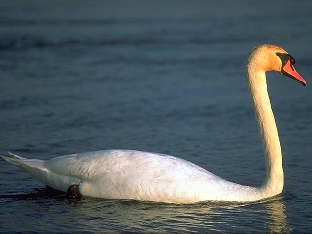 cisnes cisnes