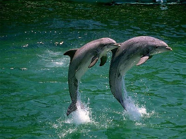delfines delfines