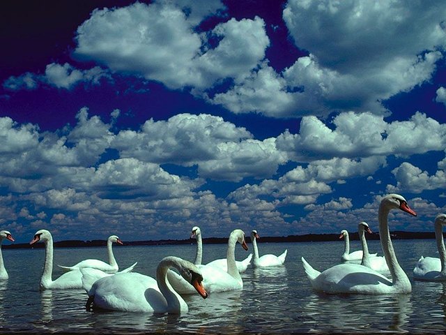 cisne cisne