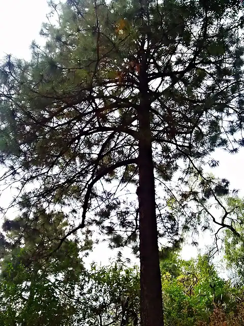 Pinus montezumae2