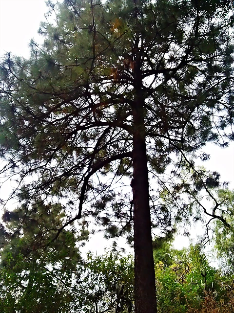 Pinus montezumae2