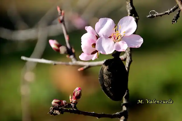 21, flor del almendro, marca