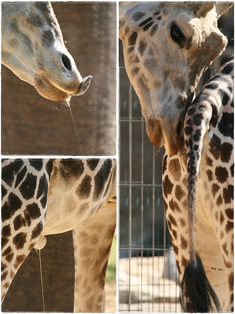 secrecions_girafa secrecions_girafa