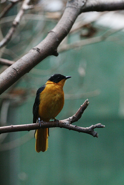 Zoo de Barcelona 20-10-10 038 Zoo de Barcelona 20-10-10 038