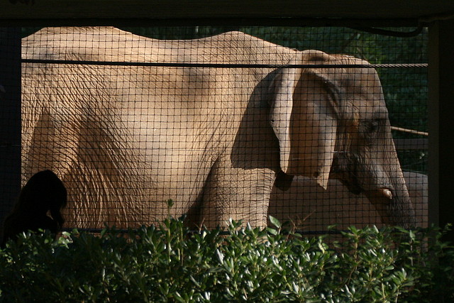 Zoo de Barcelona 20-10-10 087 Zoo de Barcelona 20-10-10 087