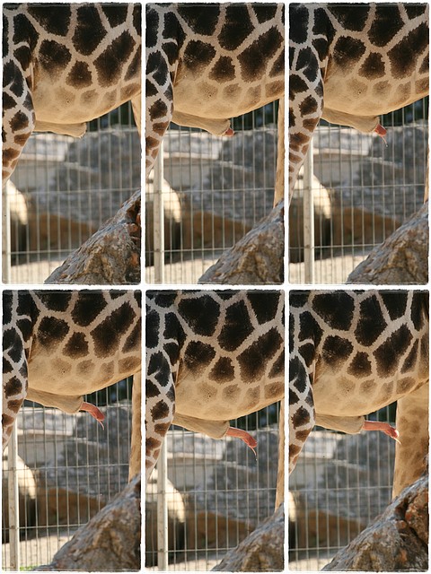 penis_girafa penis_girafa