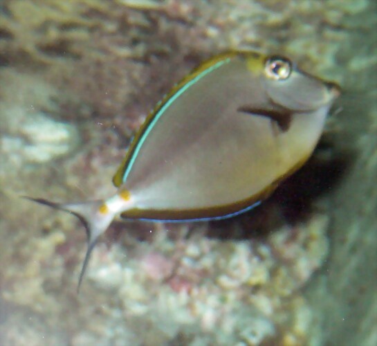 Naso elegans (21-8-11 Berlin Zoo-Aquarium) Naso elegans (21-8-11 Berlin Zoo-Aquarium)