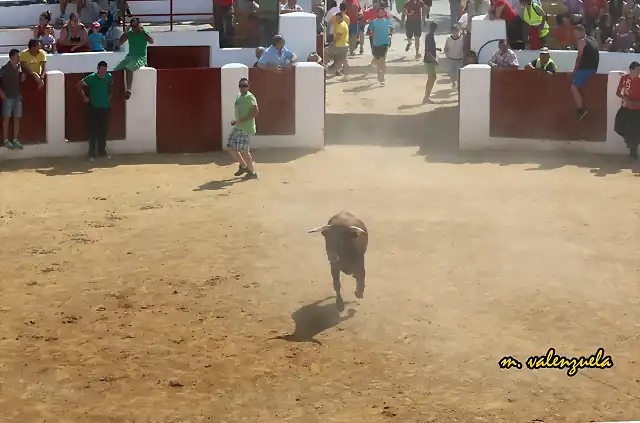 12, el novillo solo, marca