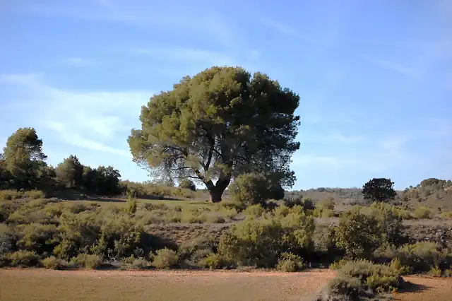 Pinus halepensis