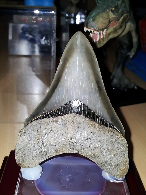 F T Carcharodon Megalodonte USA Cenozoico 20M 175 F T Carcharodon Megalodonte USA Cenozoico 20M 175