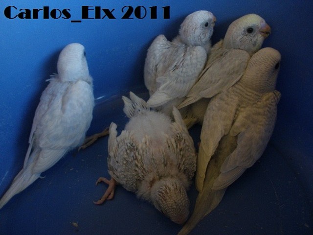 todos 15-9-2011 todos 15-9-2011
