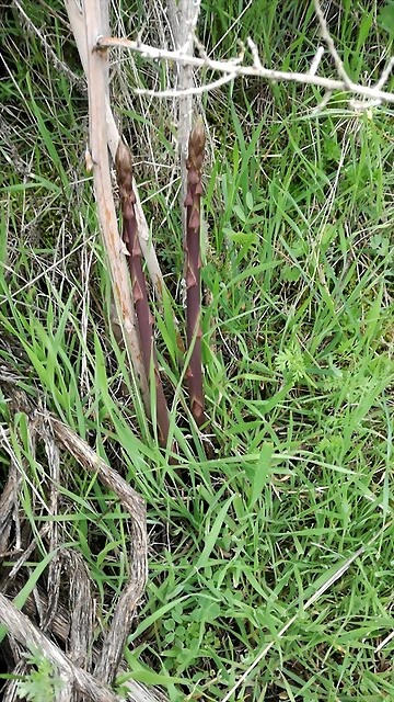IMG-20180407-WA0001