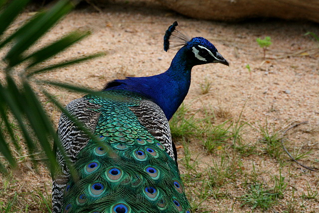 Zoo de Barcelona 29-05-11 378 Zoo de Barcelona 29-05-11 378