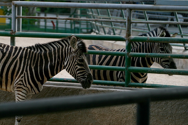 Zoo de Barcelona 29-05-11 432 Zoo de Barcelona 29-05-11 432