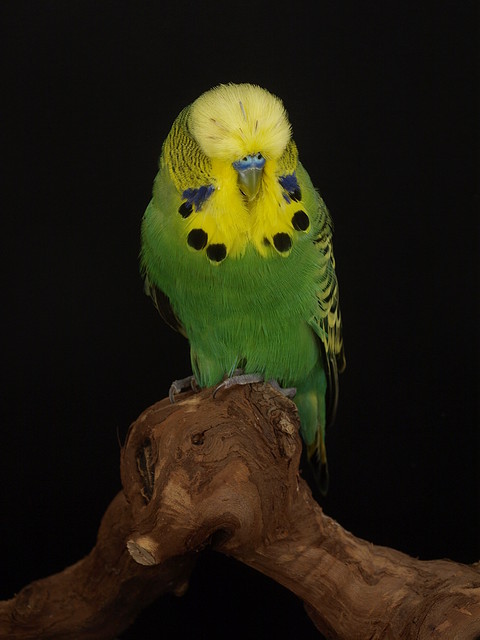 Normal Verde Laurel