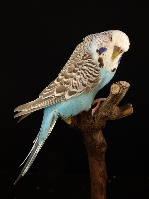 Canela Azul Cielo