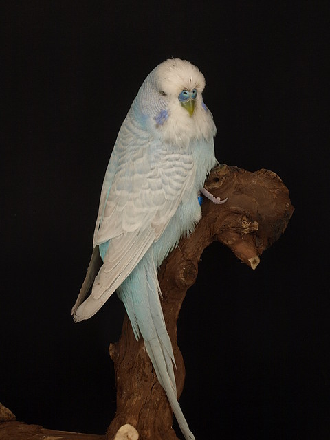 Diluido Azul Cielo