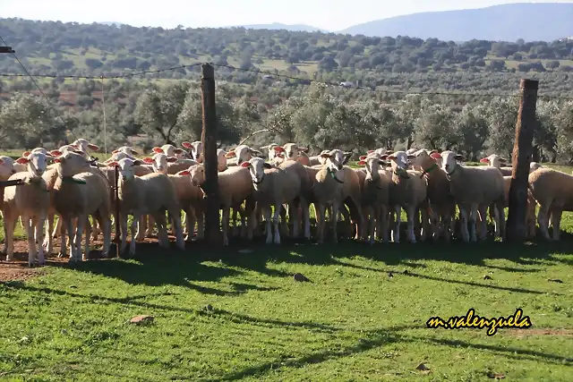 05, ovejas posando, marca