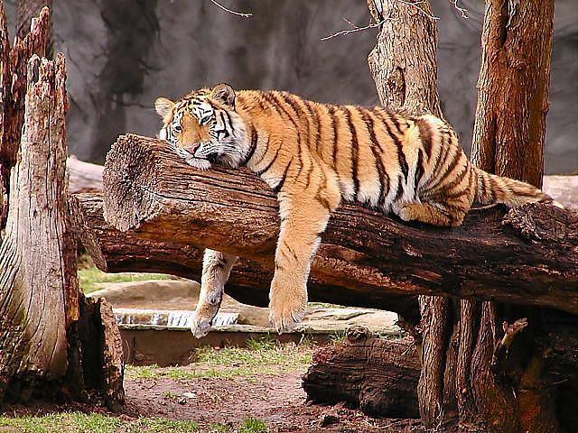 Tiger_Lounging_on_Tree