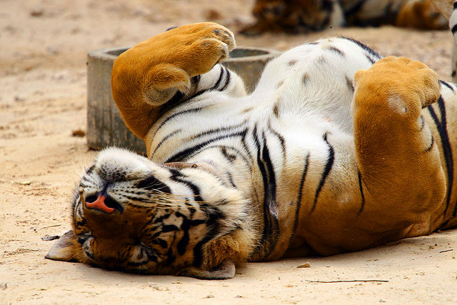 Tired-Tiger