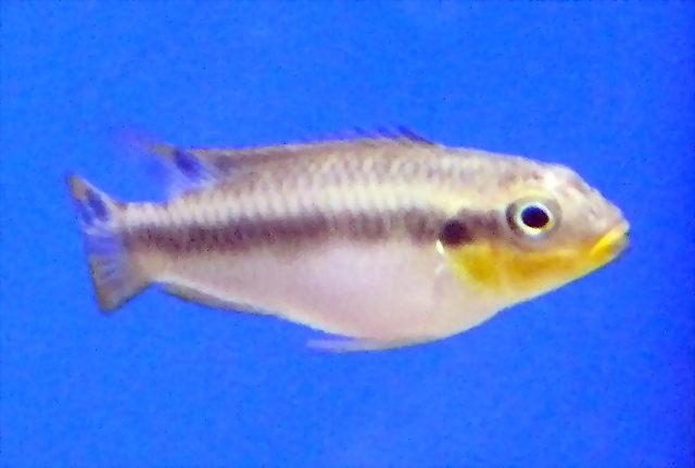 Pelvicachromis taeniatus (5-8-17 Zoo Zajac)