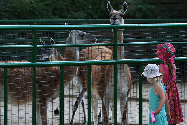 Zoo de Barcelona 07-09-2010 191 Zoo de Barcelona 07-09-2010 191