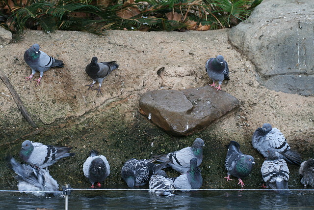 Zoo de Barcelona 07-09-2010 194 Zoo de Barcelona 07-09-2010 194