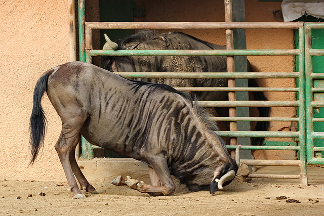 CosmoCaixa 08-12-11 i Zoo de Barcelona 11-12-2011 344