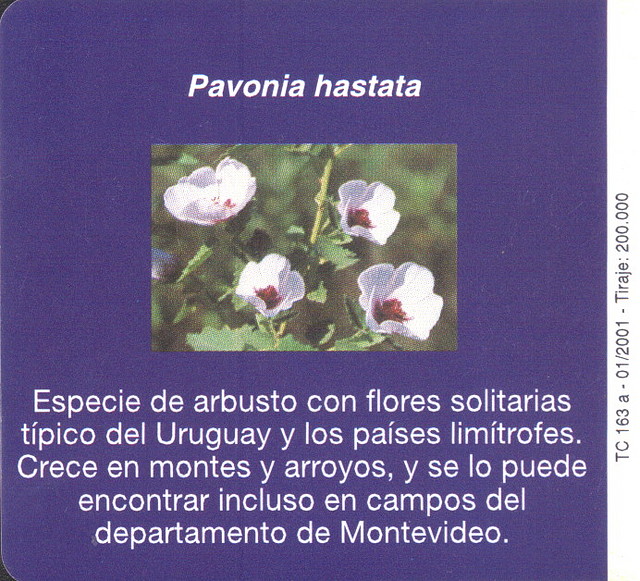 FLORES006