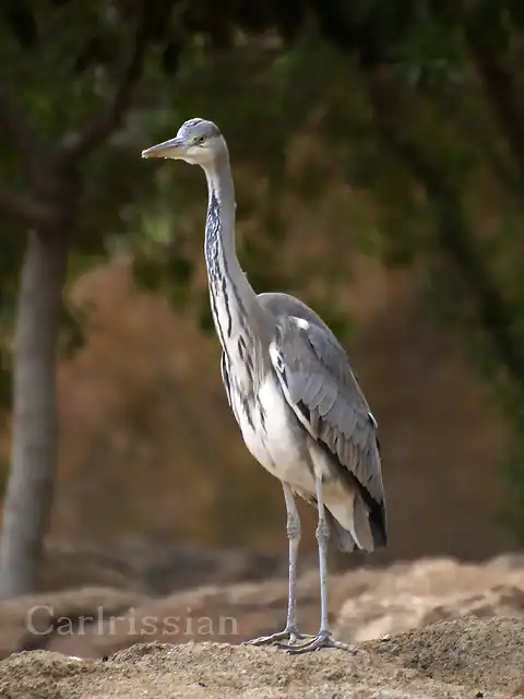 garza real copia