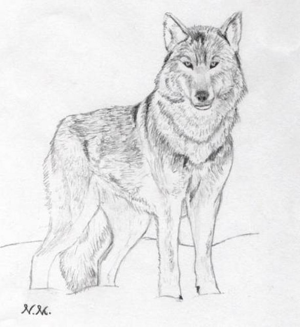 834457_Wolf_620
