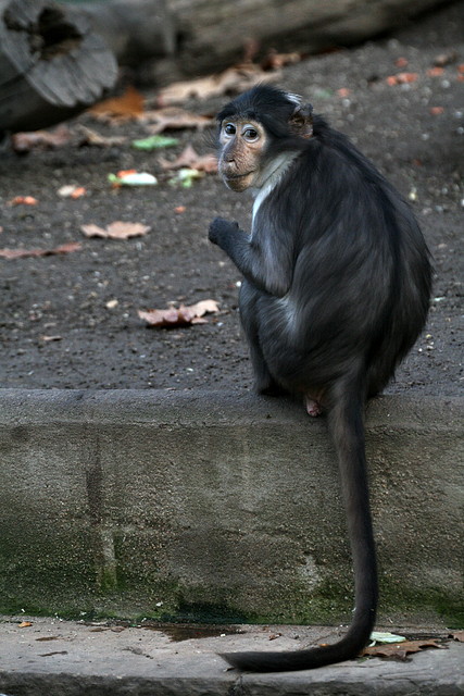 Zoo de Barcelona 11-12-2010 037 Zoo de Barcelona 11-12-2010 037