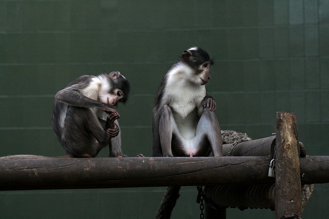 Zoo de Barcelona 11-12-2010 030 Zoo de Barcelona 11-12-2010 030