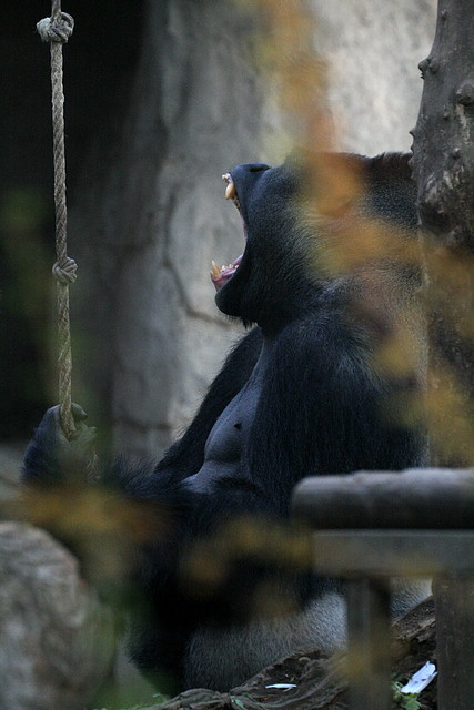 Zoo de Barcelona 11-12-2010 044 Zoo de Barcelona 11-12-2010 044