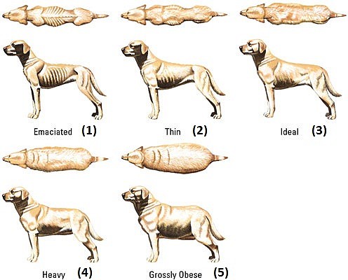 condicion-corporal-perro