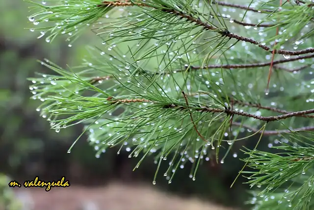 15, diluviando, marca